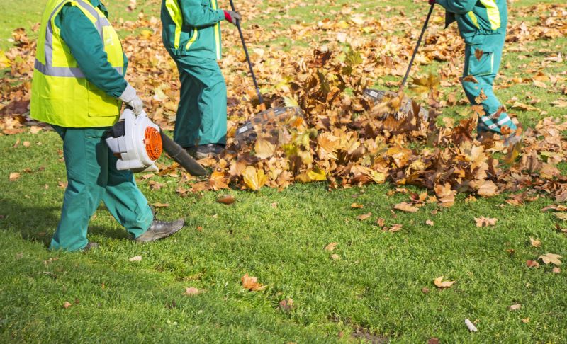 Tree Leaf Removal