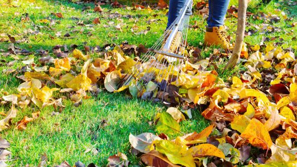 Autumn Leaf Removal - Autumn Leaf Removal Flanders, New Jersey