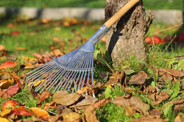 Tree Leaf Removal Service