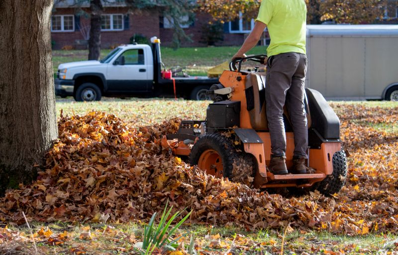 Tree Leaf Removal