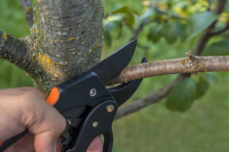 Tree Leaf Removal
