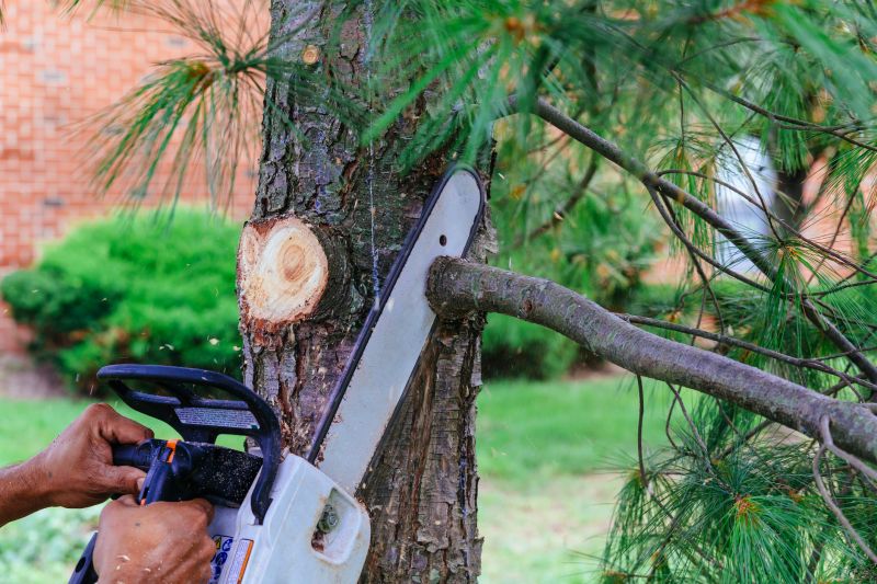 Tree Leaf Removal