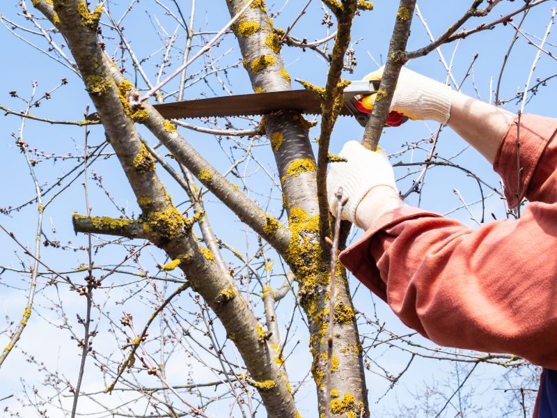 Tree Leaf Removal