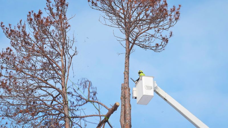 Arborist Spraying in Reno, NV