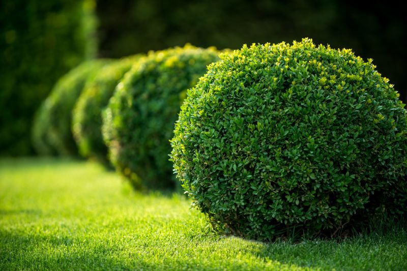 Bush Trimming Service in Ventura County, CA