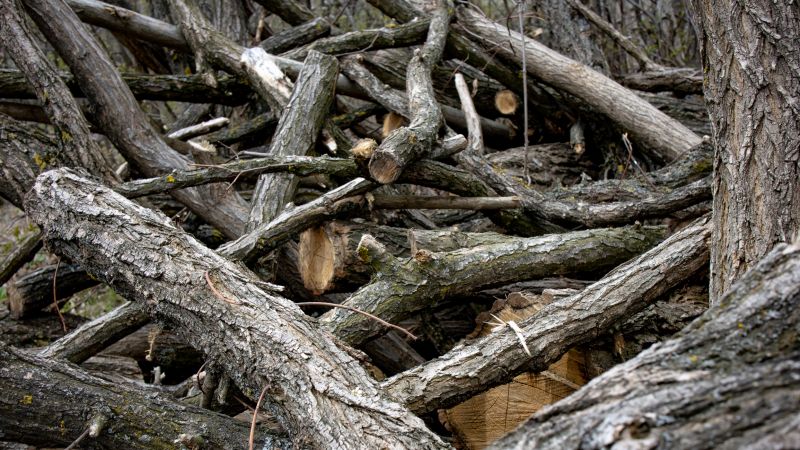 Limbs Removal in Ventura County, CA