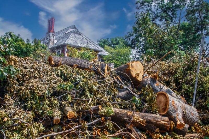 Tree Branches Removal in Ventura County, CA