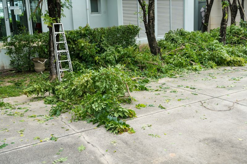 Tree Leaf Removal