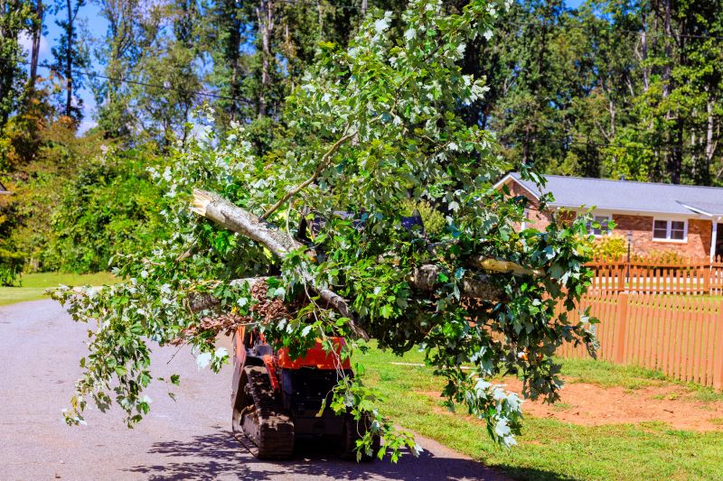 Tree Leaf Removal